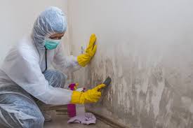 Best Biohazard Mold Removal in Moraga, CA